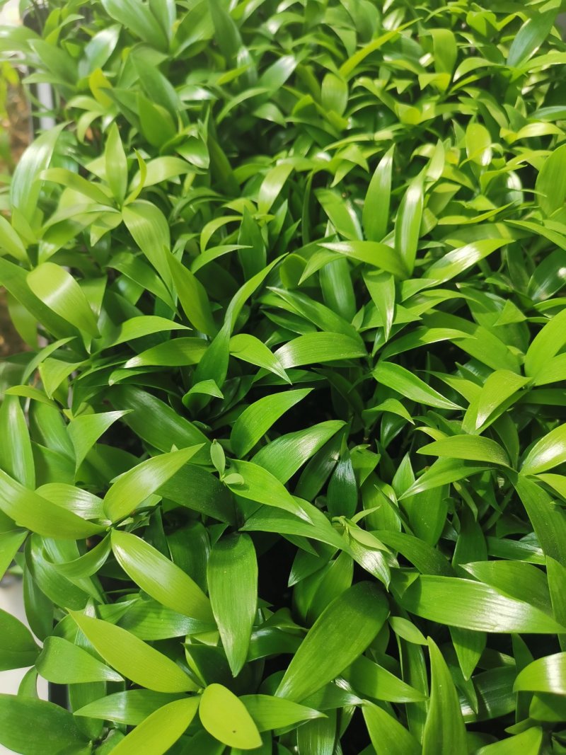 竹柏苗播种平筛苗绿化盆栽观叶植物四季常青花苗基地直销