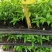 竹柏苗播种平筛苗绿化盆栽观叶植物四季常青花苗基地直销