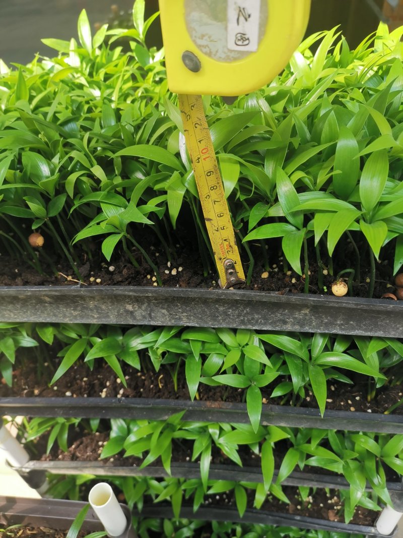 竹柏苗播种平筛苗绿化盆栽观叶植物四季常青花苗基地直销