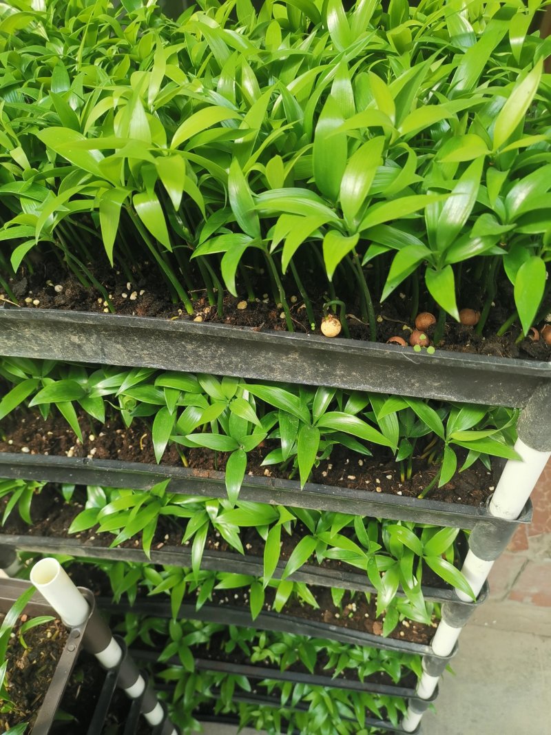 竹柏苗播种平筛苗绿化盆栽观叶植物四季常青花苗基地直销