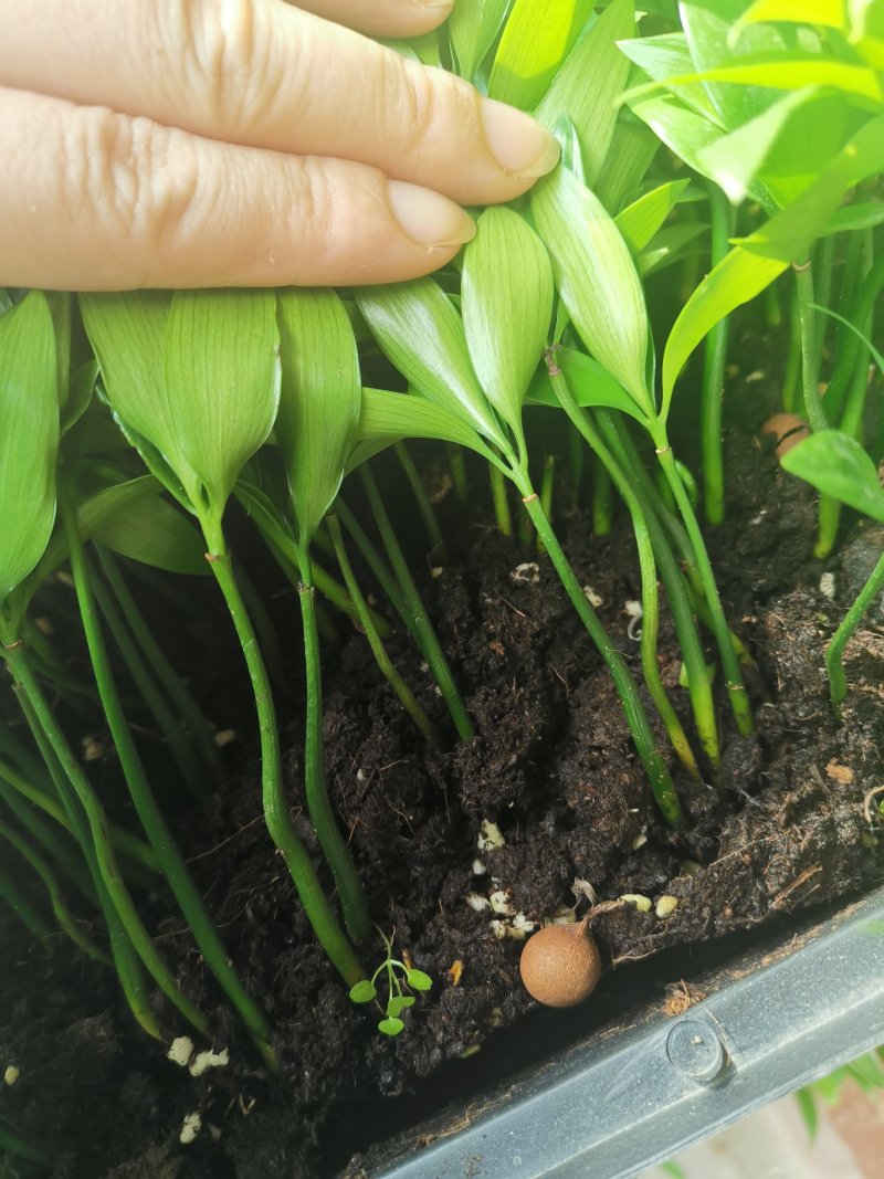 竹柏苗播种平筛苗绿化盆栽观叶植物四季常青花苗基地直销