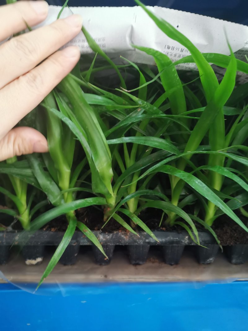 竹柏苗播种平筛苗绿化盆栽观叶植物四季常青花苗基地直销