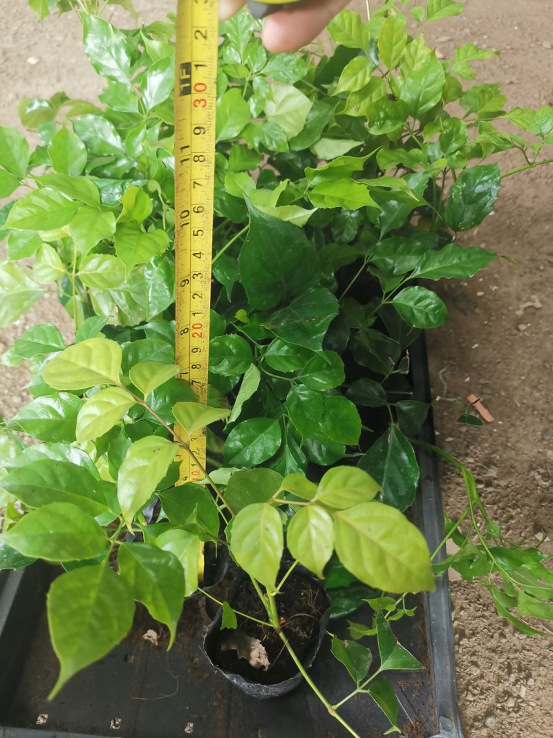 竹柏苗播种平筛苗绿化盆栽观叶植物四季常青花苗基地直销