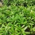 竹柏苗播种平筛苗绿化盆栽观叶植物四季常青花苗基地直销