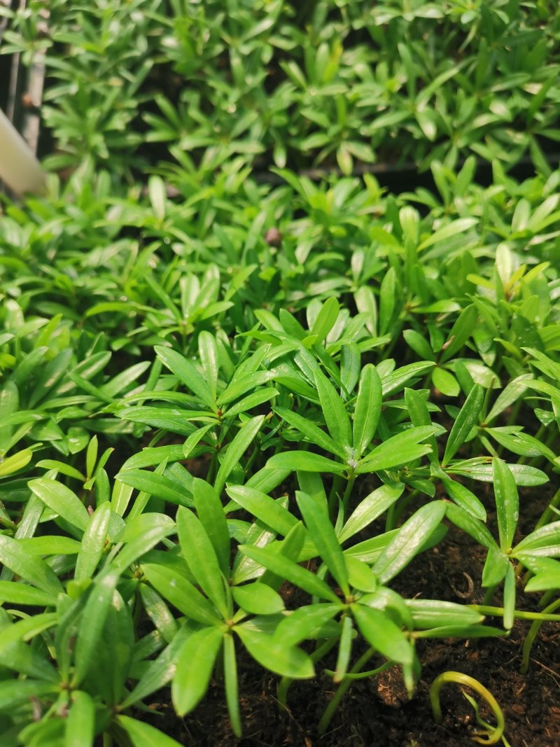 竹柏苗播种平筛苗绿化盆栽观叶植物四季常青花苗基地直销