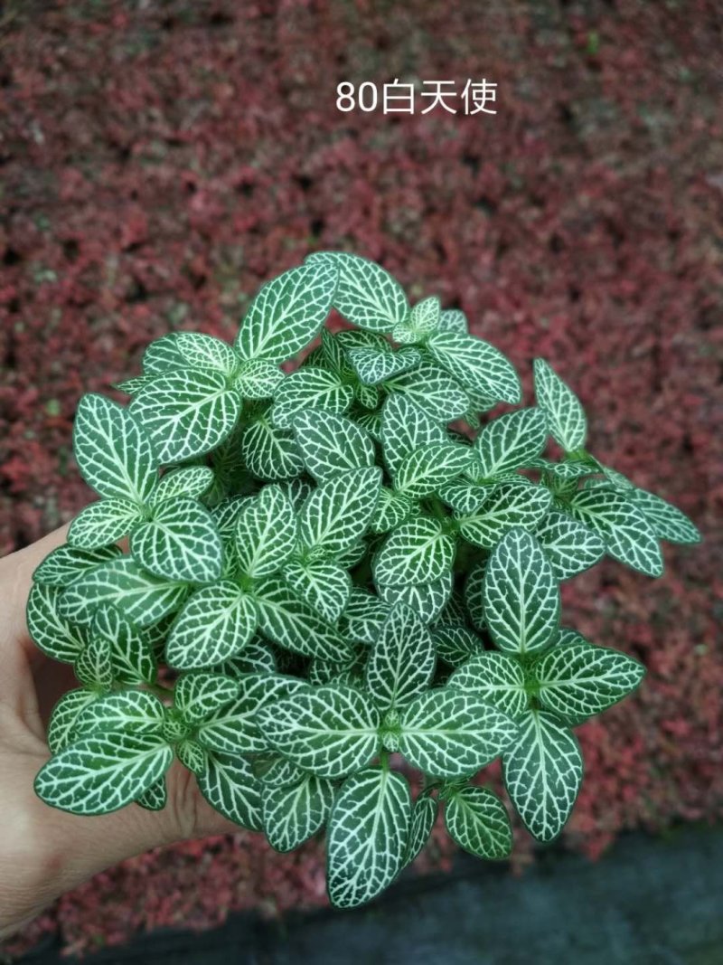 网纹草穴盘苗组培观叶搭配小盆栽植物耐阴植物