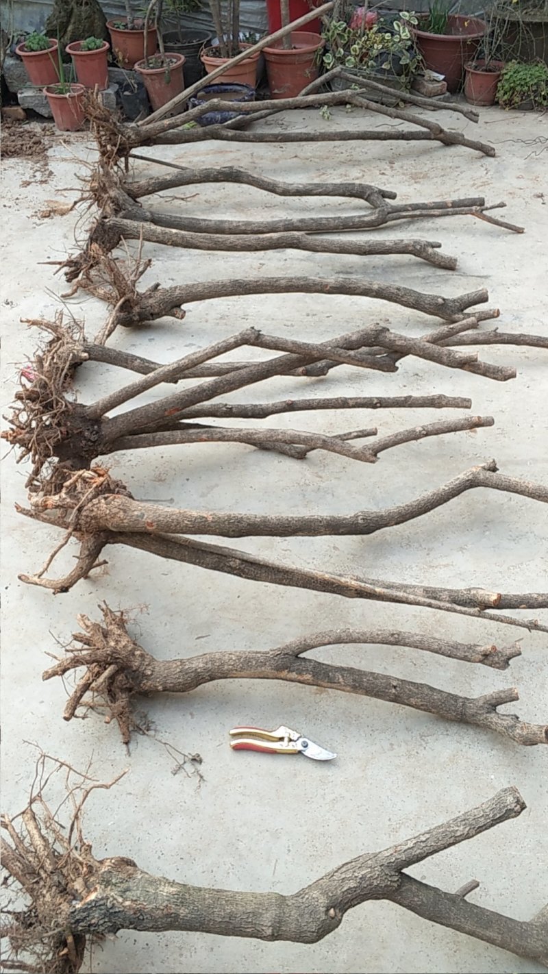 野生药用连翘下山桩