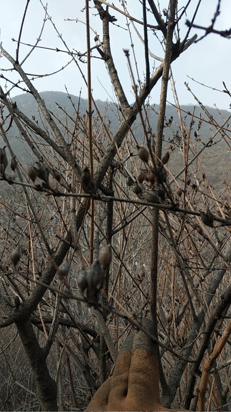 野生药用连翘下山桩