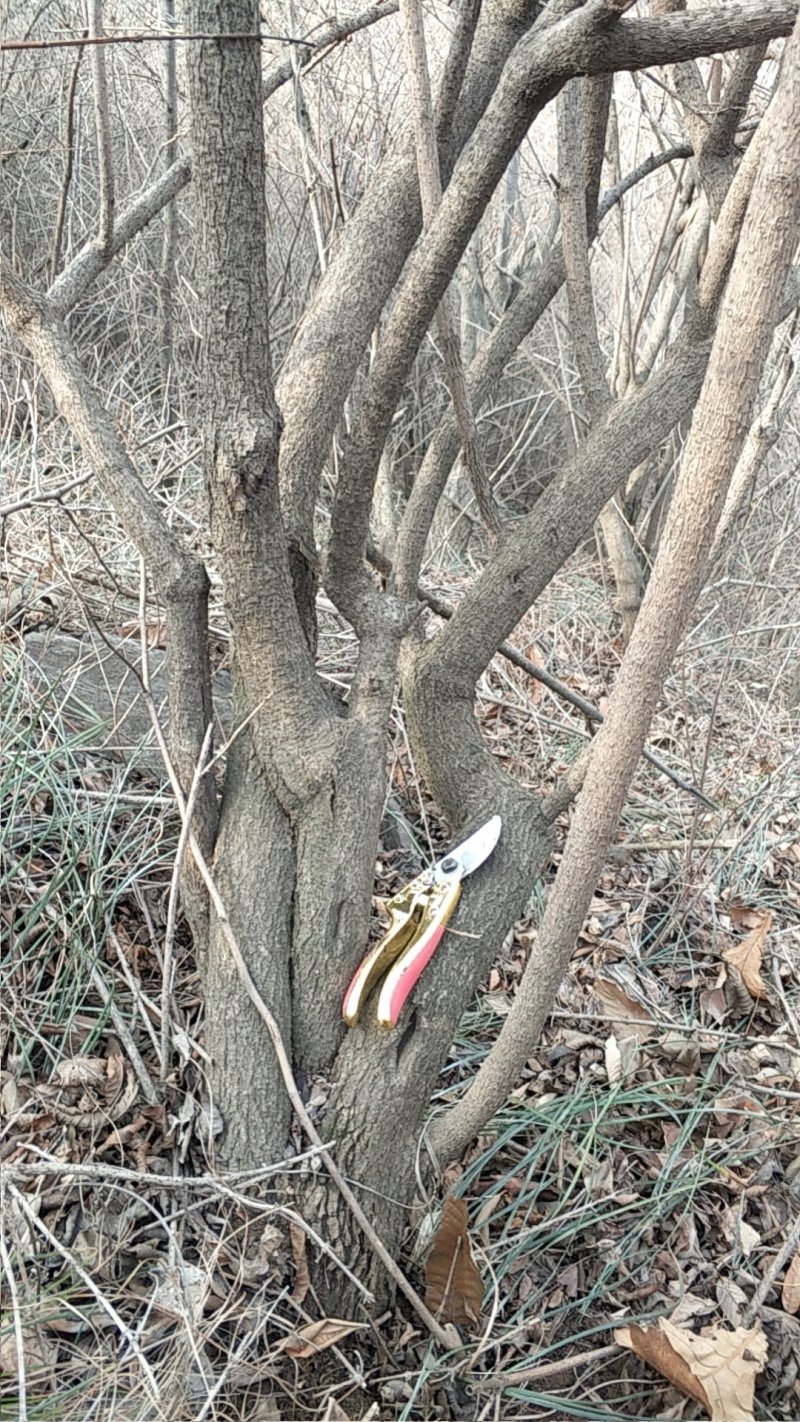 野生药用连翘下山桩