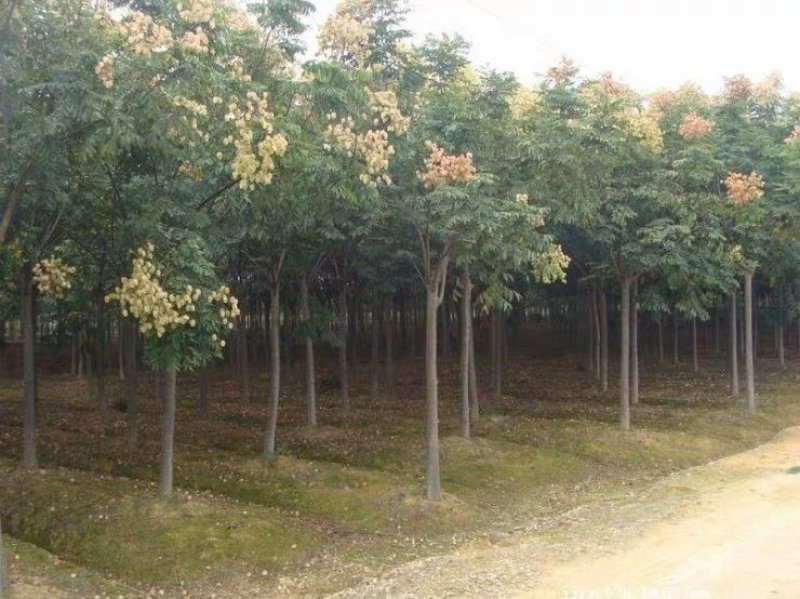 栾树南栾黄山栾树北栾树花树庭院开花植物，基地直销