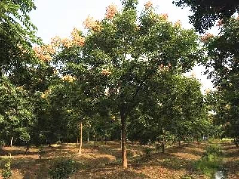 栾树南栾黄山栾树北栾树花树庭院开花植物，基地直销