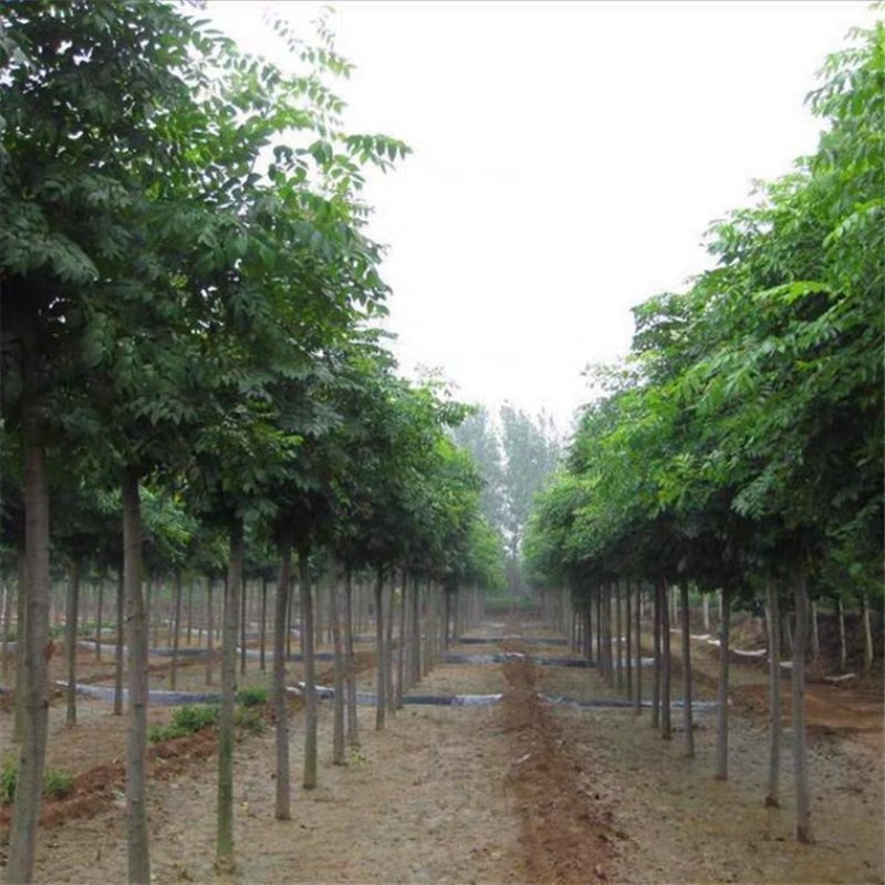 栾树南栾黄山栾树北栾树花树庭院开花植物，基地直销