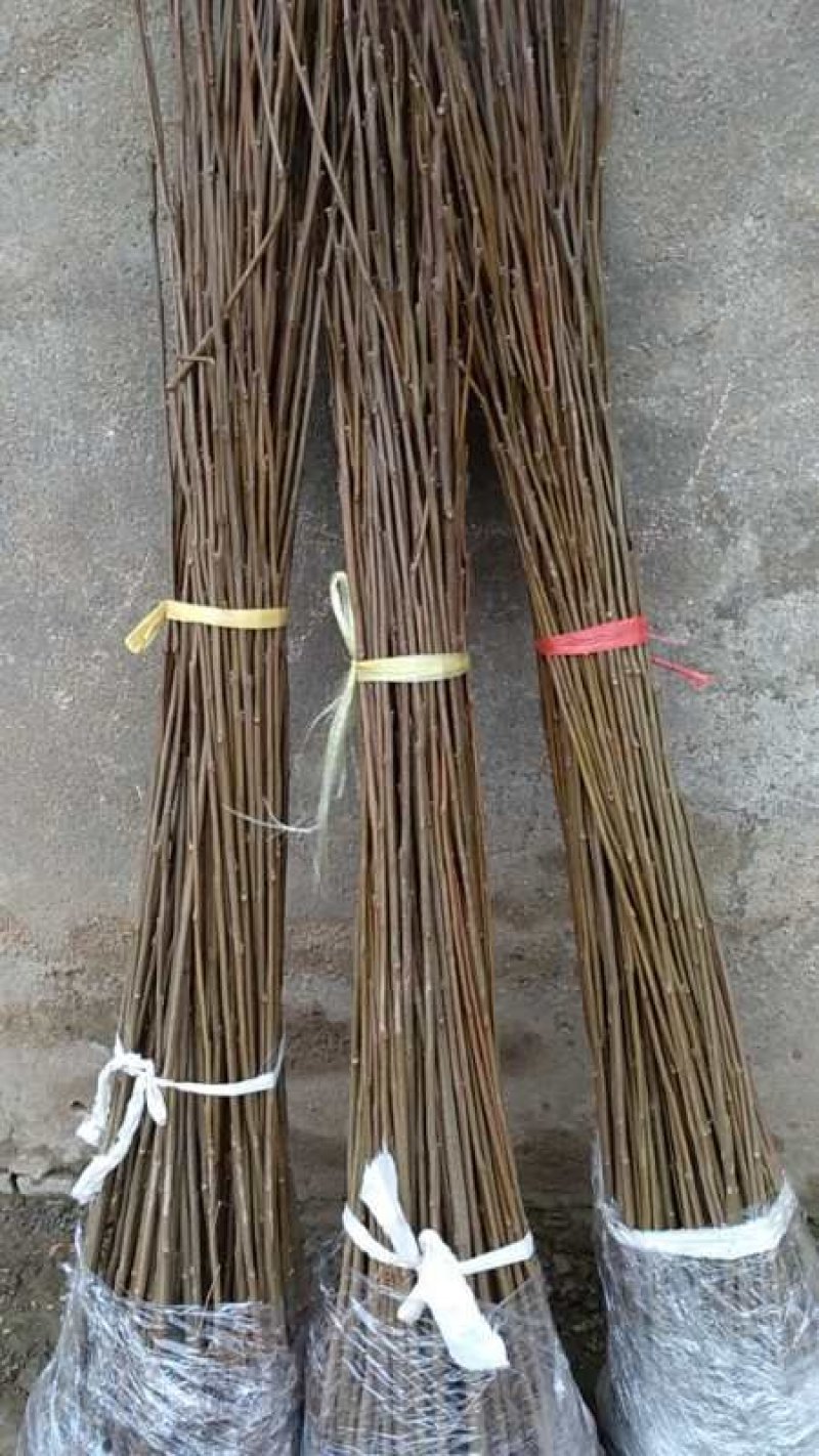栾树南栾黄山栾树北栾树花树庭院开花植物，基地直销