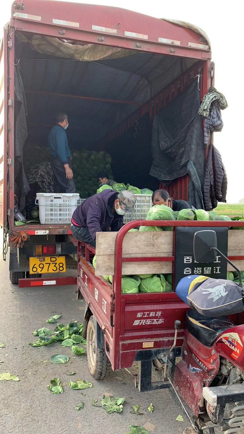 圆包菜产地甘蓝精品包菜，价格便宜，欢迎来电，供应全国