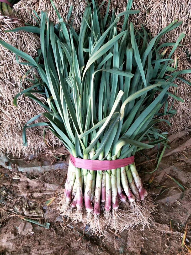 【红根蒜苗】，根红叶绿，大量供应，精品手工