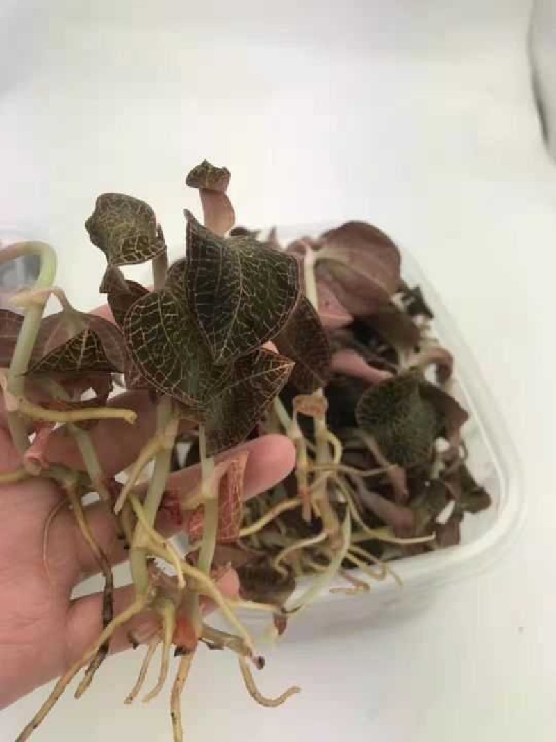 福建金线莲鲜品整株鲜品