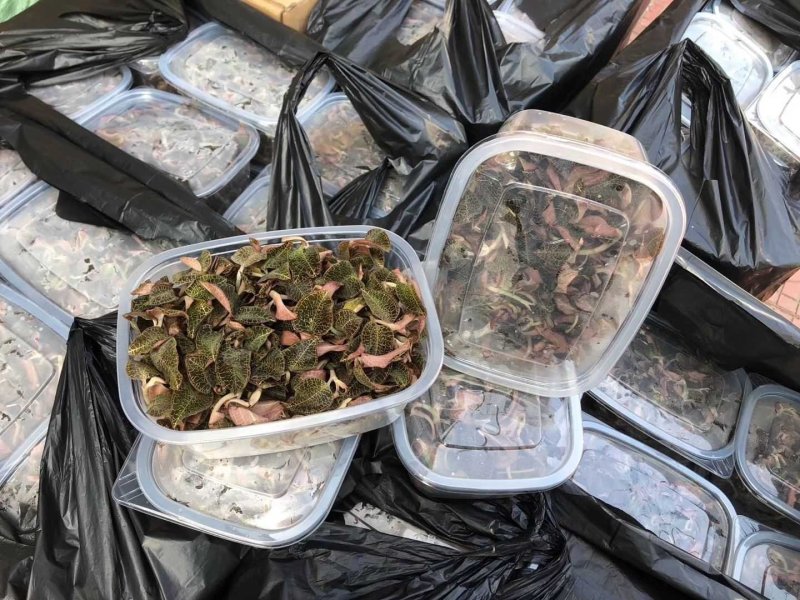 福建金线莲鲜品整株鲜品