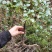 金蛋子，金蛋子下山桩老鸦柿，随时有现货欢迎光临。。