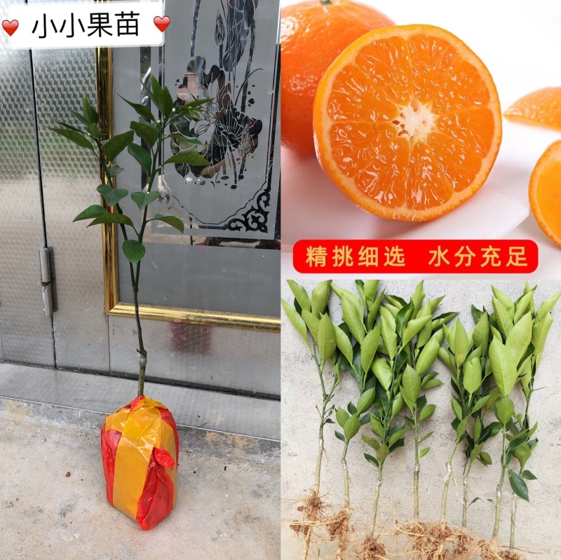 沃柑苗当年种植当年结果高产品种易结果