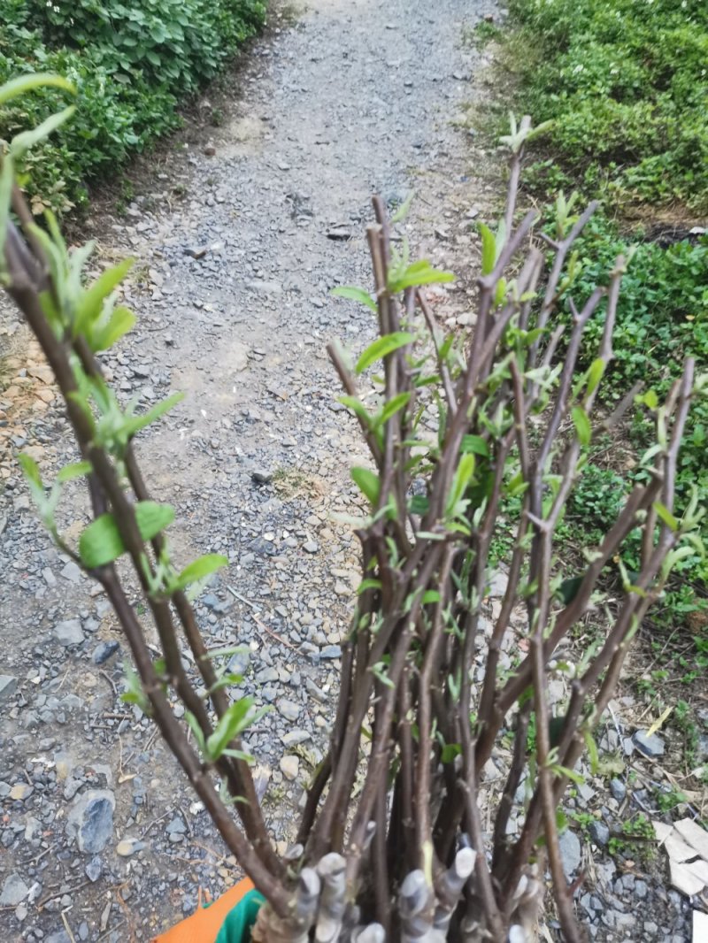 台湾大青枣苗，蜜丝枣，现挖现发。。。。。。