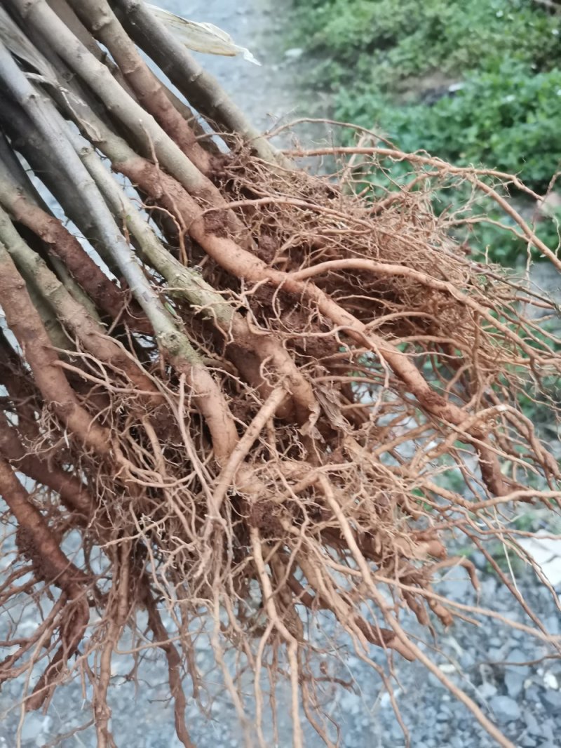 台湾大青枣苗，蜜丝枣，现挖现发。。。。。。