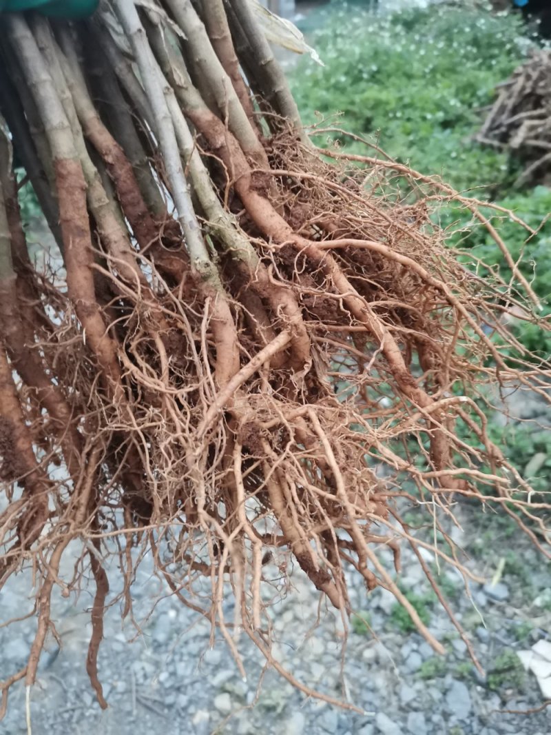 台湾大青枣苗，蜜丝枣，现挖现发。。。。。。