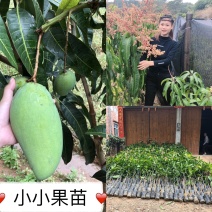 四季芒果苗金煌芒果苗桂七芒果苗台农芒