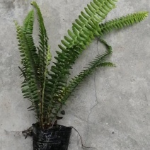 肾蕨杯苗地苗供应，20公分以上，苗子清秀，量大从优