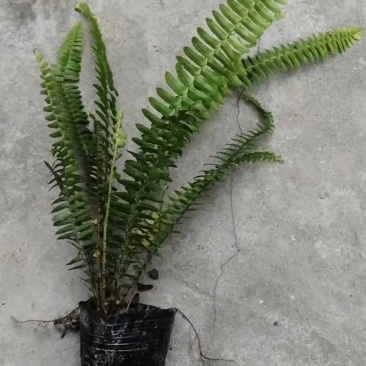 肾蕨杯苗地苗供应，20公分以上，苗子清秀，量大从优