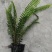肾蕨杯苗地苗供应，20公分以上，苗子清秀，量大从优