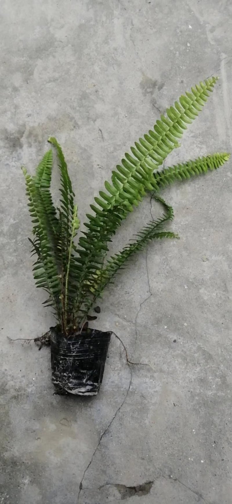 肾蕨杯苗地苗供应，20公分以上，苗子清秀，量大从优