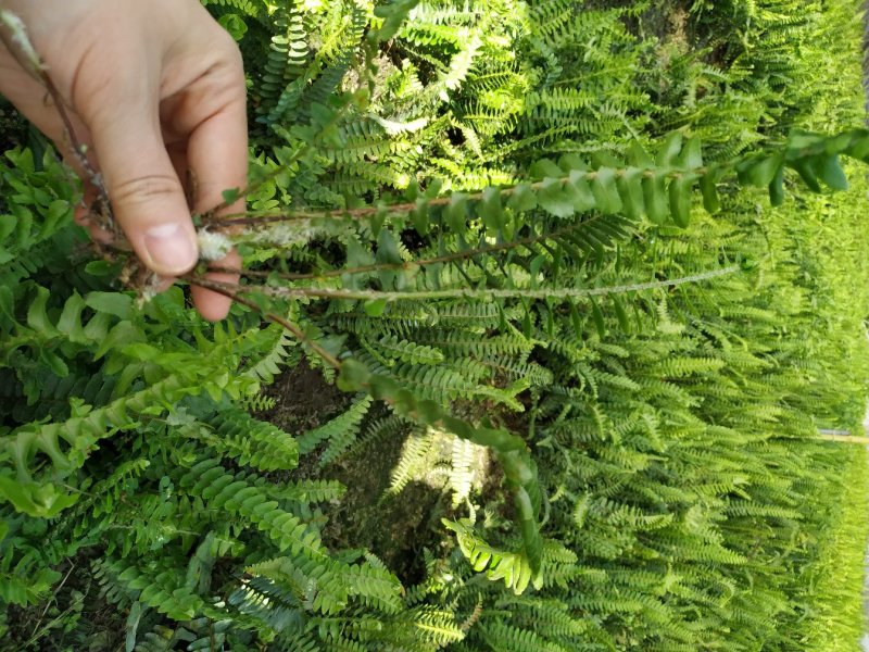 肾蕨杯苗地苗供应，20公分以上，苗子清秀，量大从优