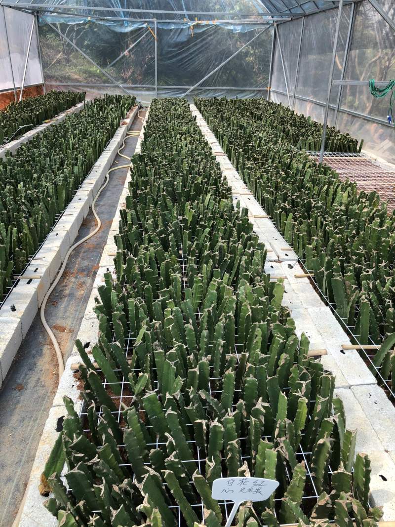 金都一号软枝大红红皮白心火龙果苗