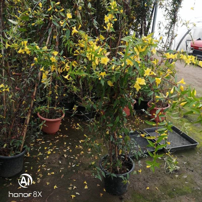 法国香水茉莉花爬藤，法国香水盆栽花花给我香水。