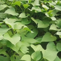 河南原阳龙9红薯苗单行单垄苗子粗壮