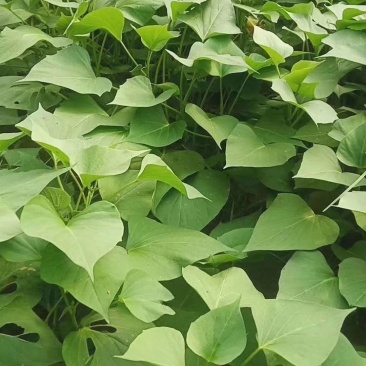 河南原阳龙9红薯苗单行单垄苗子粗壮