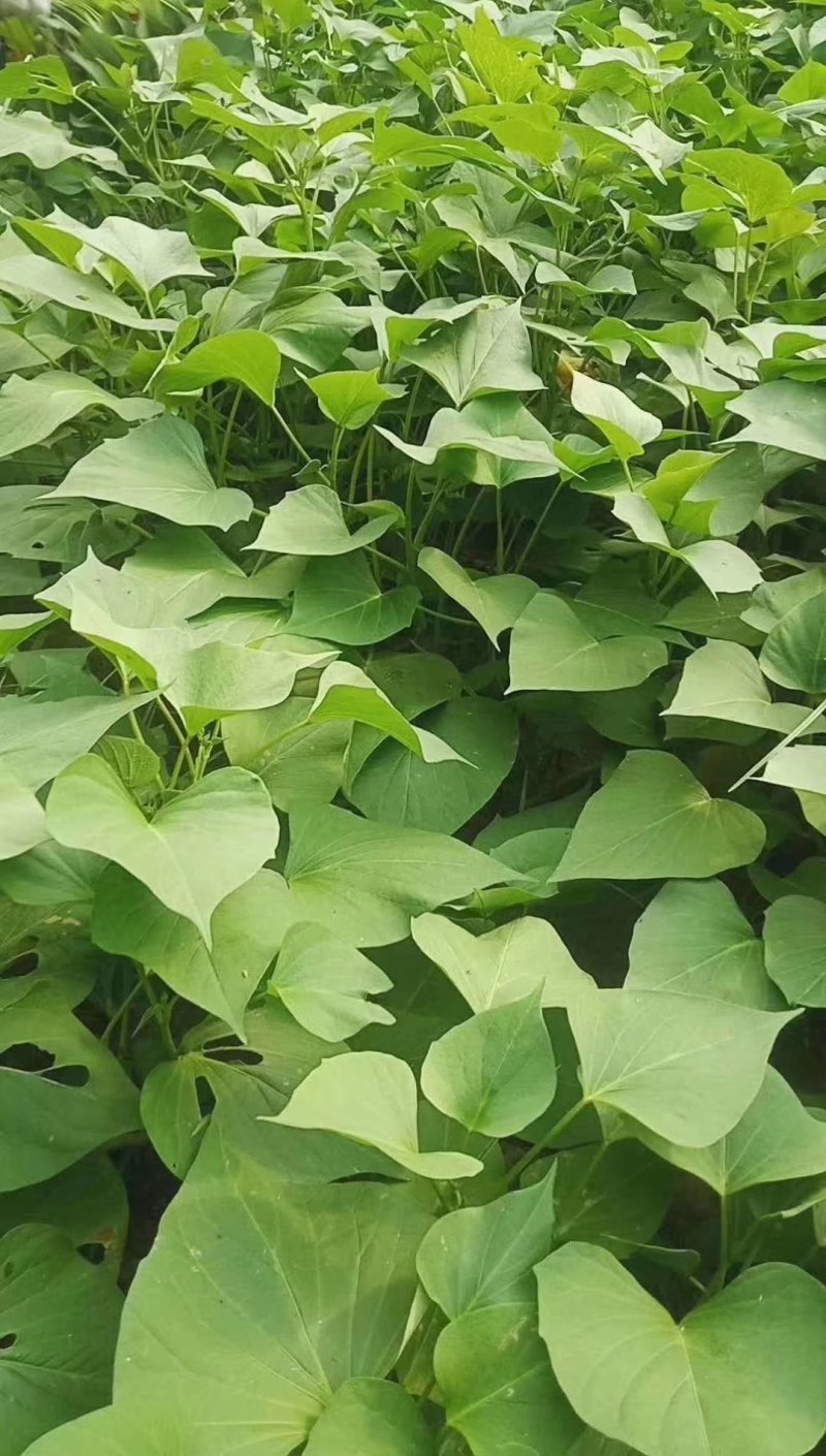 河南原阳龙9红薯苗单行单垄苗子粗壮