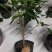 芙蓉牡丹扶桑小苗绿化用苗国庆租摆量大时令草花