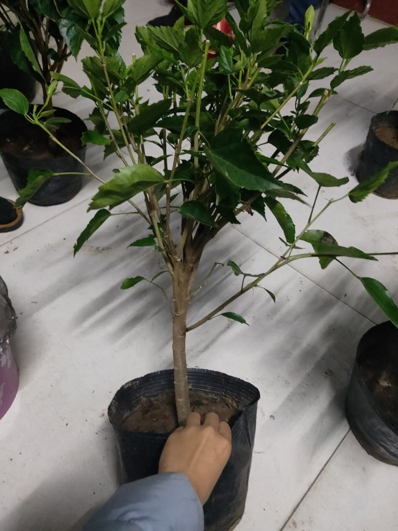 芙蓉牡丹扶桑小苗绿化用苗国庆租摆量大时令草花