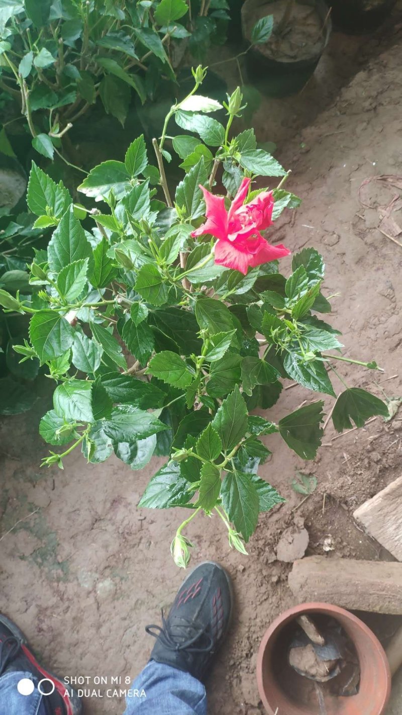 芙蓉牡丹扶桑小苗绿化用苗国庆租摆量大时令草花