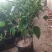 芙蓉牡丹扶桑小苗绿化用苗国庆租摆量大时令草花