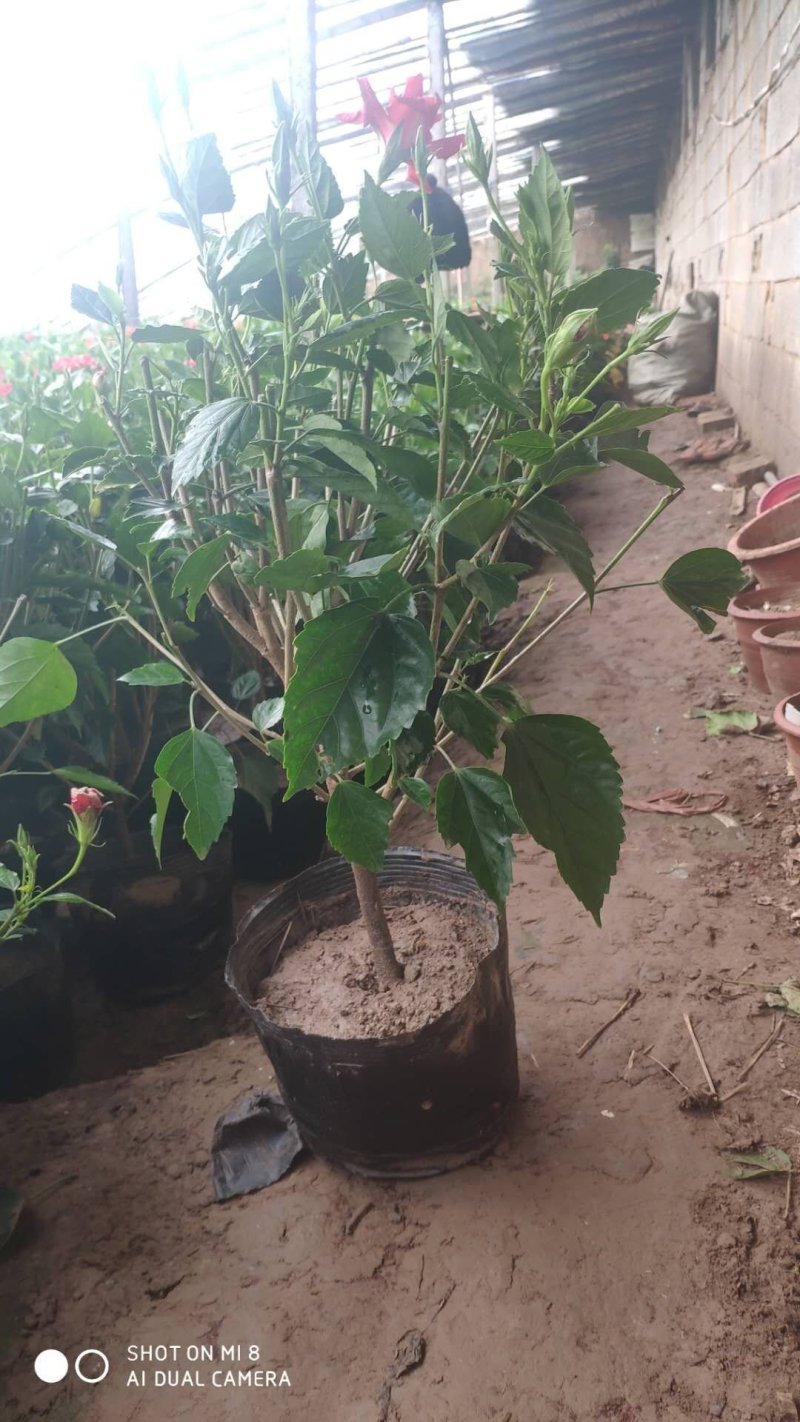 芙蓉牡丹扶桑小苗绿化用苗国庆租摆量大时令草花
