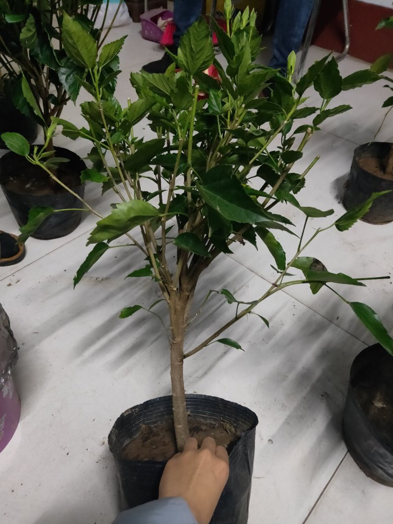 芙蓉牡丹扶桑小苗绿化用苗国庆租摆量大时令草花