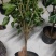 芙蓉牡丹扶桑小苗绿化用苗国庆租摆量大时令草花