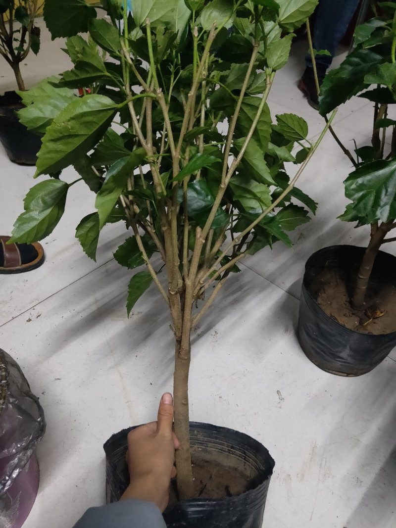 芙蓉牡丹扶桑小苗绿化用苗国庆租摆量大时令草花
