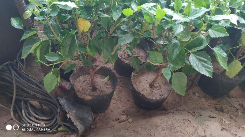 芙蓉牡丹扶桑小苗绿化用苗国庆租摆量大时令草花