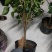 芙蓉牡丹扶桑小苗绿化用苗国庆租摆量大时令草花