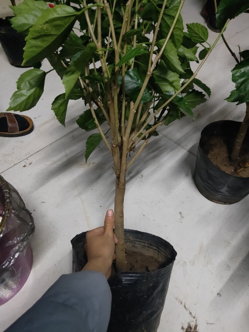 芙蓉牡丹扶桑小苗绿化用苗国庆租摆量大时令草花