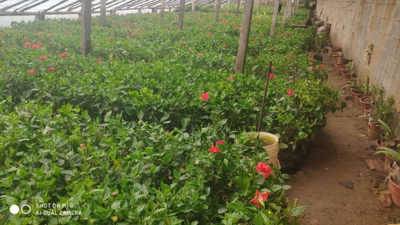 芙蓉牡丹扶桑小苗绿化用苗国庆租摆量大时令草花