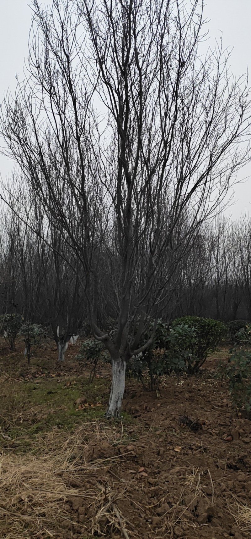 常年供应陕西低分枝紫叶李